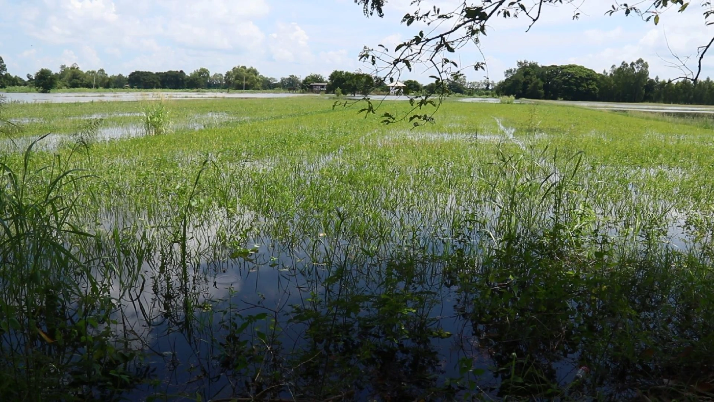 ชาวนาพิจิตรสุดช้ำตัดใจเกี่ยวข้าวก่อนกำหนดหนีน้ำ่ท่วม