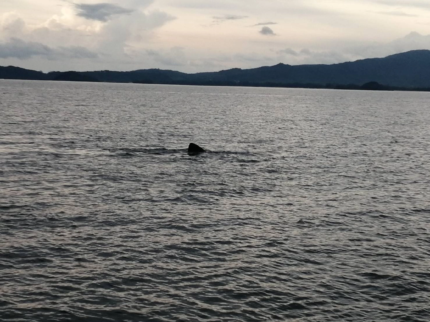 “ครอบครัวฉลามวาฬ” โผล่อวดโฉมให้นักท่องเที่ยว