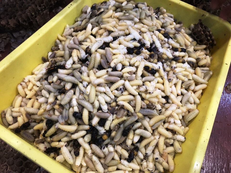 อาชีพเสี่ยงตาย ล้วงรังต่อหัวเสือขายสายเปิบพิสดาร