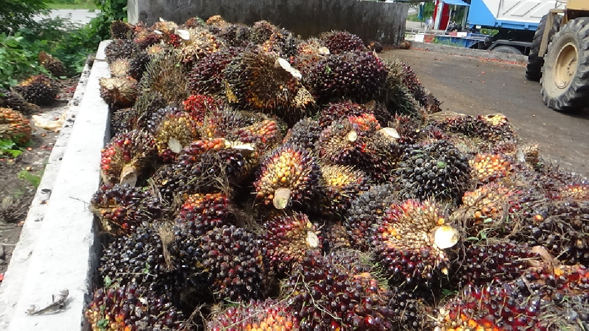 ปีทองของชาวสวน ลานเทแย่งกันซื้อ สร้างความดีใจให้แก่เกษตรกรเป็นอย่างมาก