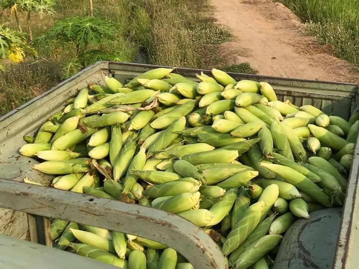 ครม.อนุมัติ 2.7 หมื่นล้าน ประกันรายได้ "ข้าว-มัน-ข้าวโพด"