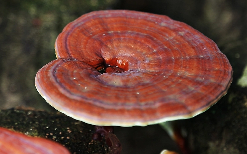 อาหารเสริมภูมิคุ้มกัน ต้านโรคโควิด-19