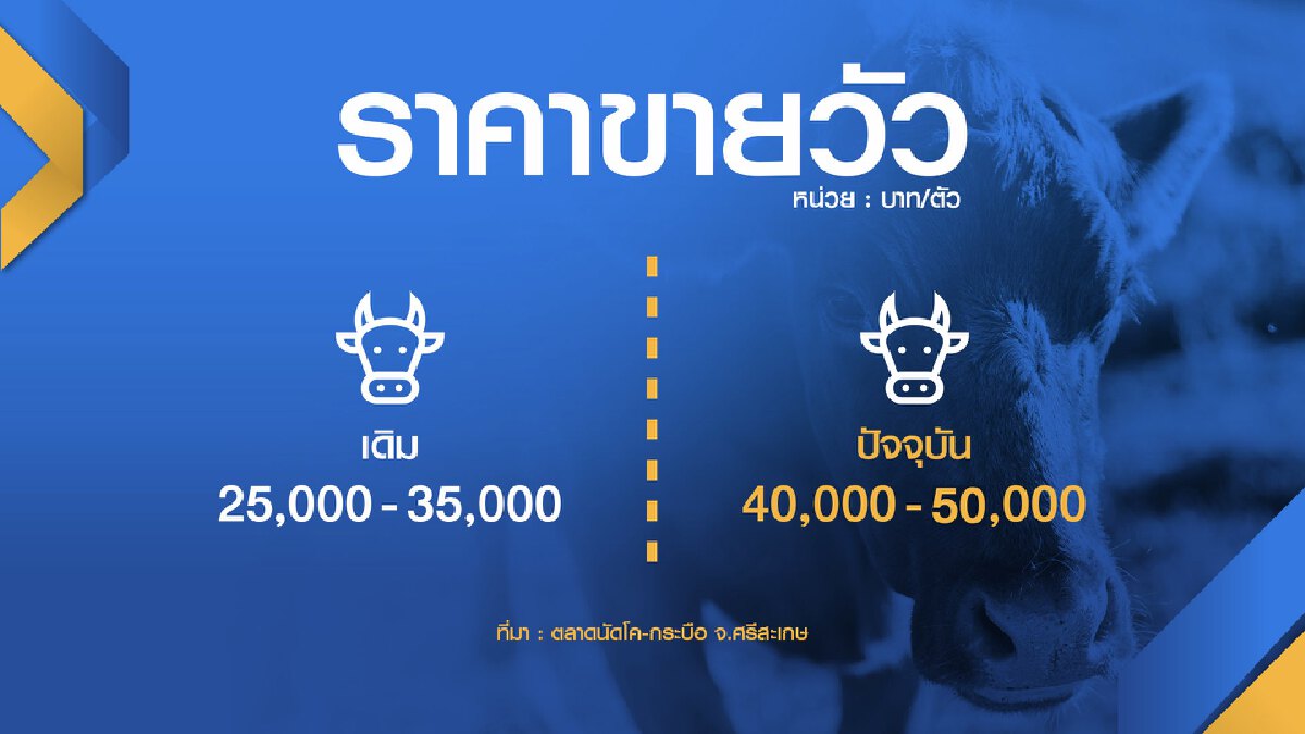 ‘โควิด-ลัมปีสกิน‘ ดันราคาวัวแตะ 5 หมื่น/ตัว