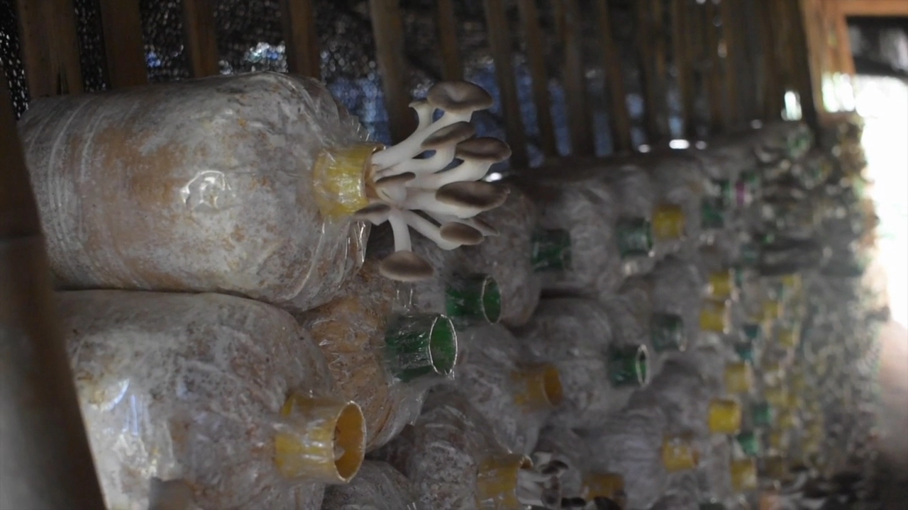 เพาะเห็ดโคนน้อยขาย รายได้เดือนครึ่งแสน