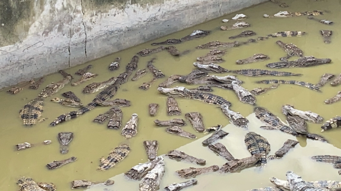 เตรียมอพยพจระเข้ขนาดใหญ่พันกว่าตัวหลังน้ำลำตะคองล้น