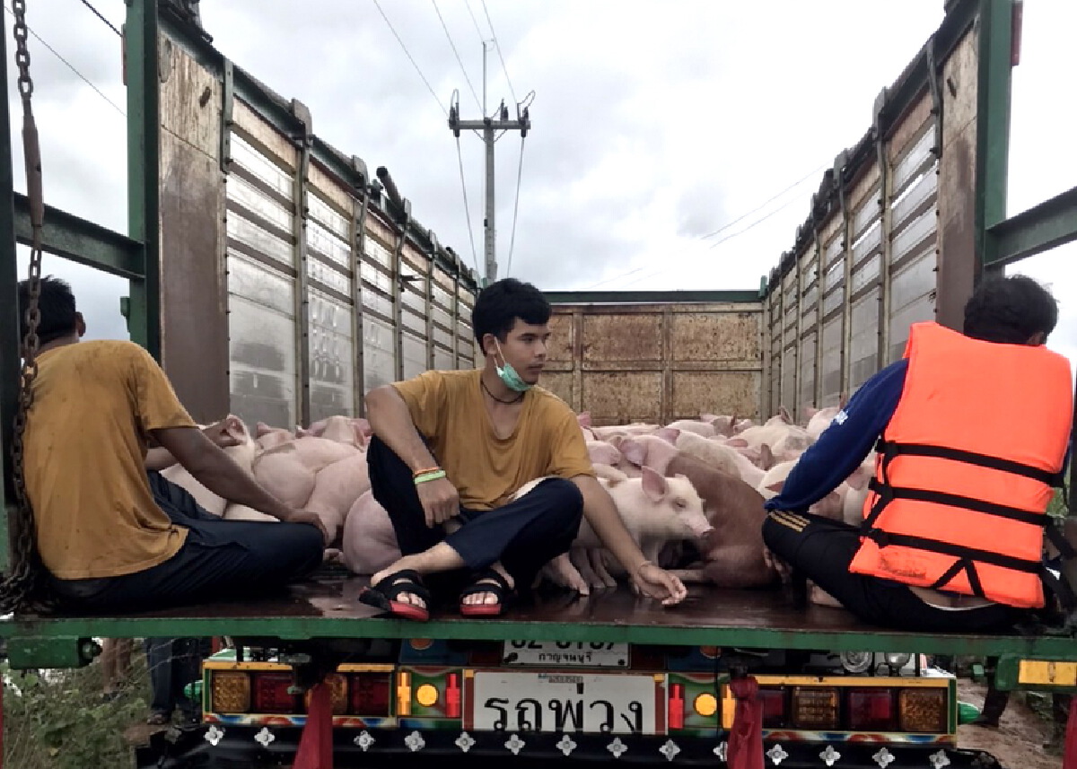ปศุสัตว์ลงพื้นที่ช่วยเหลือเกษตรกร พบลูกหมูจมน้ำตายกว่า 3,000 ตัว