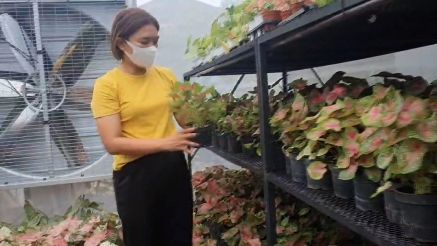 บอนสีฟีเวอร์! ราคาพุ่ง 2 แสน/ต้น เข้ามาเติมสีสันให้กับวงการบอนสีไทย