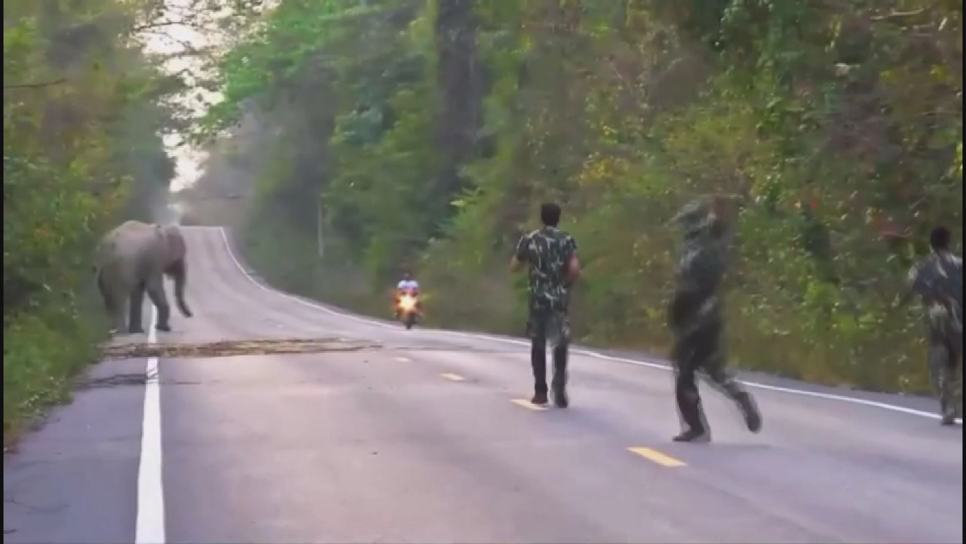 เสี้ยววินาทีชีวิต! "หมอล็อต" โพสต์คลิปเตือน นทท. แสง-เสียง ทำช้างป่าเครียด