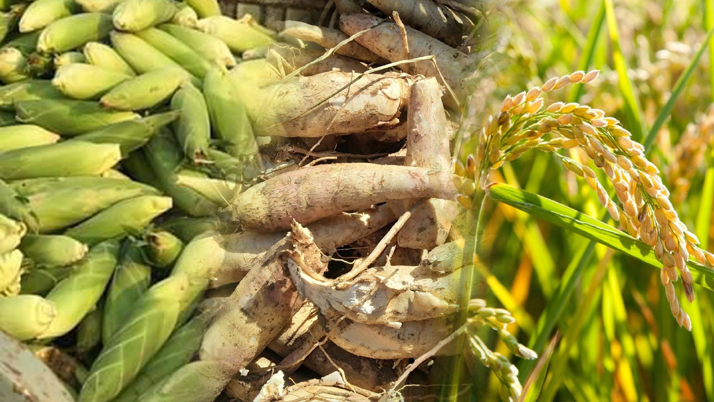 "จุรินทร์"เดินหน้าประกันรายได้ปี 3 เต็มที่หลังครม.อนุมัติ