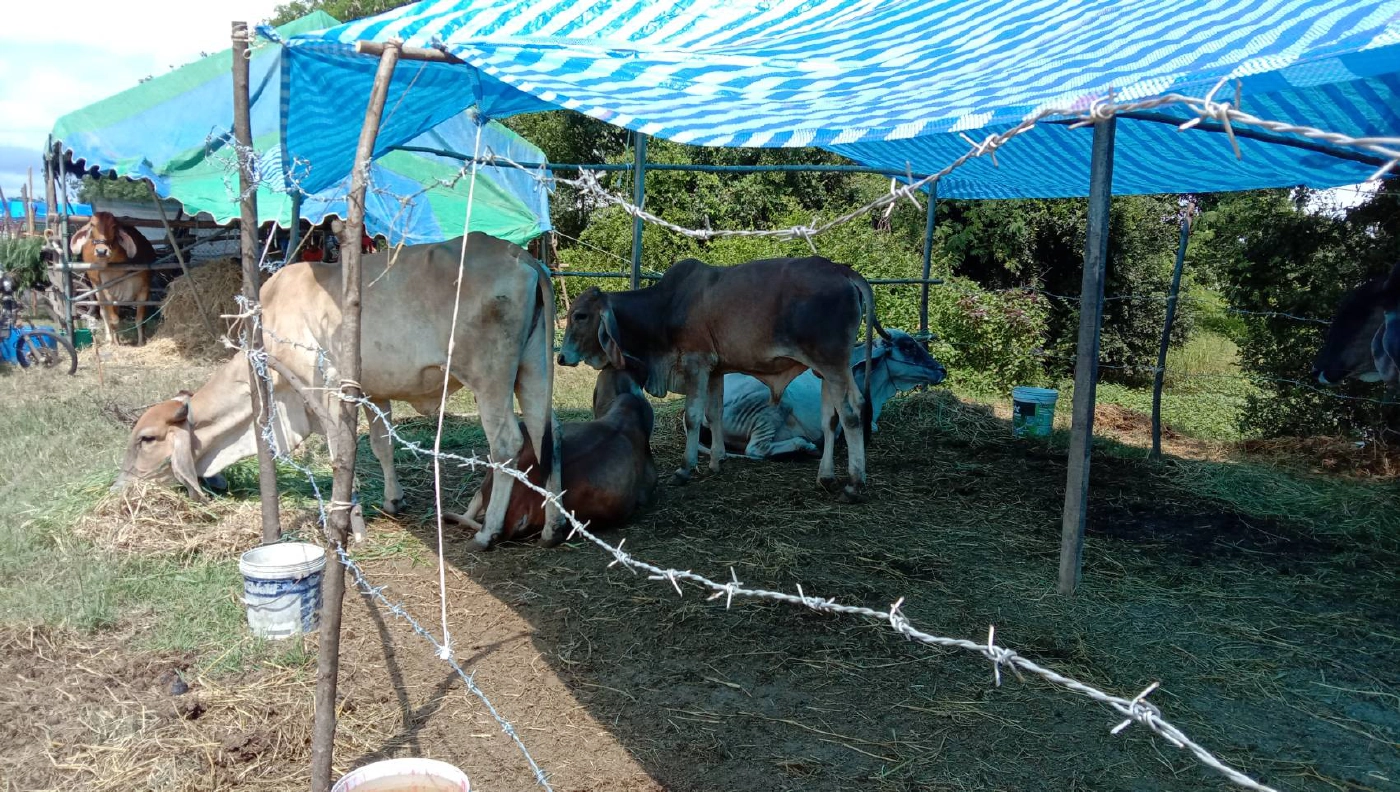 น้ำท่วมรอบ2 วัวควายขาดแคลนอาหาร ต้องนอนริมถนนหนีน้ำ