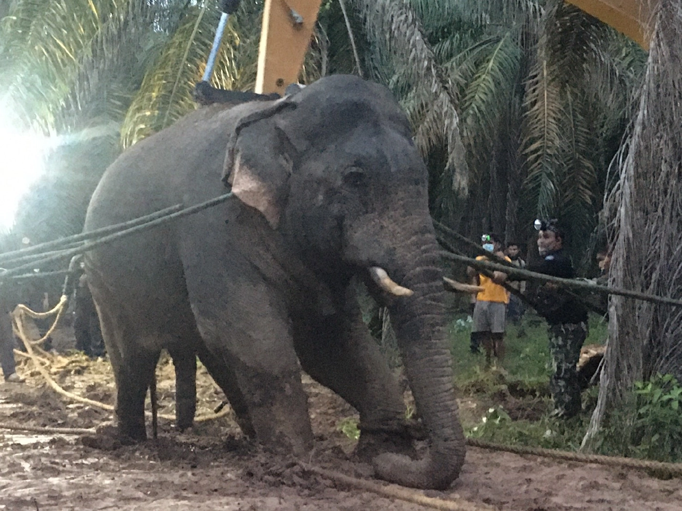 เคลื่อนย้ายช้างป่า "พลายงาเก" ถึงเขตรักษาพันธุ์สัตว์ป่าเขาอ่างฤาไนแล้ว