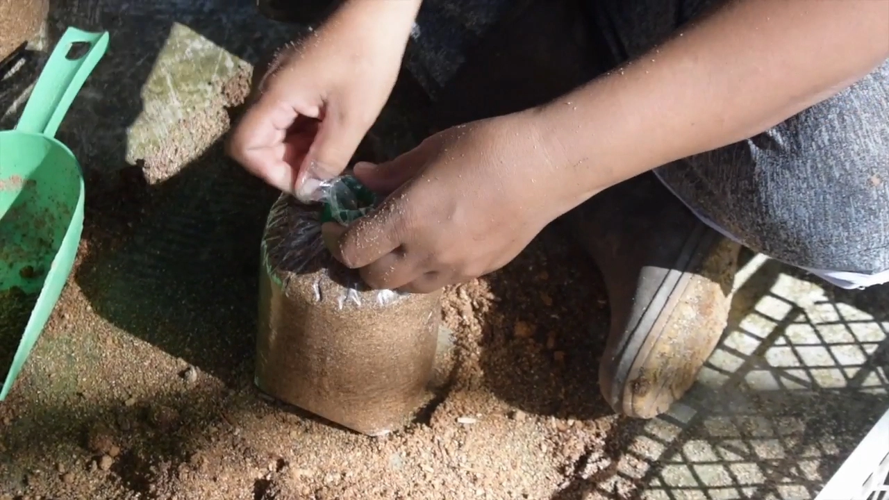 เพาะเห็ดโคนน้อยขาย รายได้เดือนครึ่งแสน