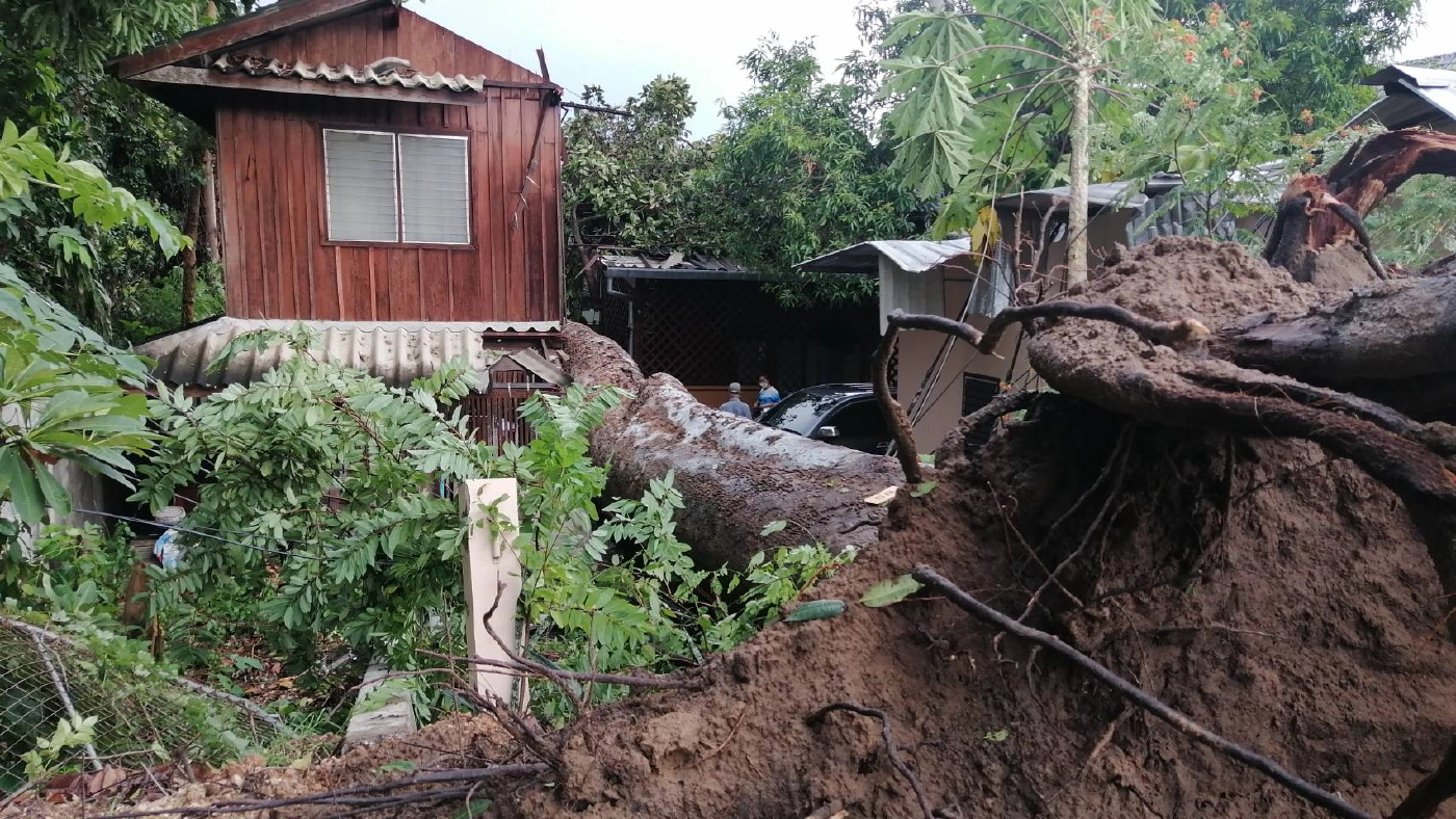 จี้อบจ.ซื้อเครื่องสแกนต้นไม้รับมือยางนาล้ม