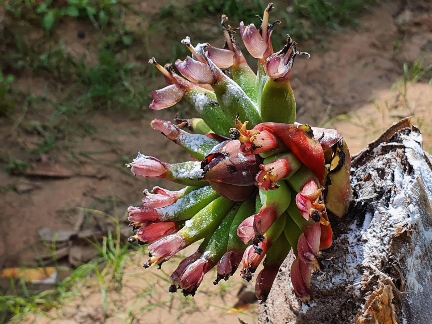 ฮือฮาแห่ส่องกล้วยประหลาด แม่น้ำหนึ่งหลบไปแม่ตานีมาแล้ว