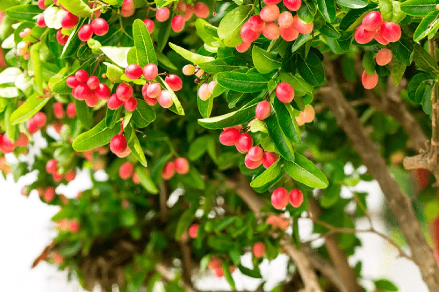 มะม่วงหาวมะนาวโห่