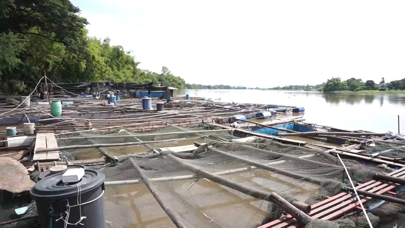 เตรียมเยียวยาผู้เลี้ยงปลากระชังในน้ำเจ้าพระยา หลังปลาน็อคน้ำตาย