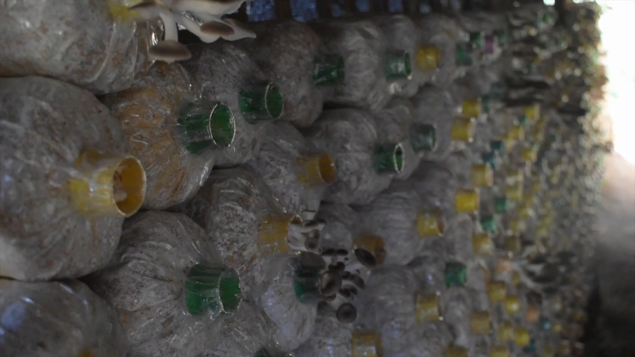 เพาะเห็ดโคนน้อยขาย รายได้เดือนครึ่งแสน