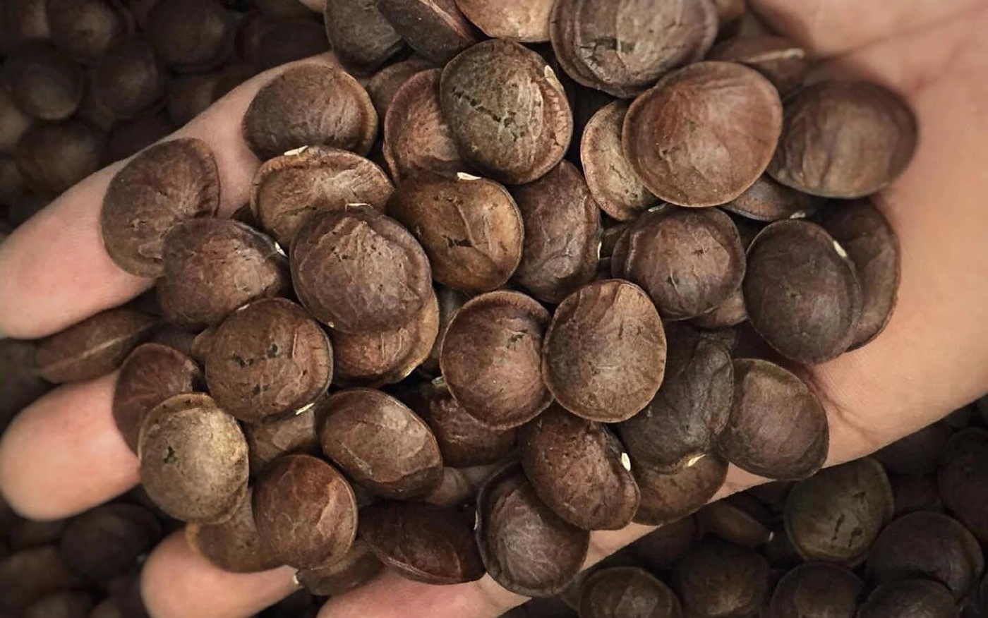 ถั่วดาวอินคา