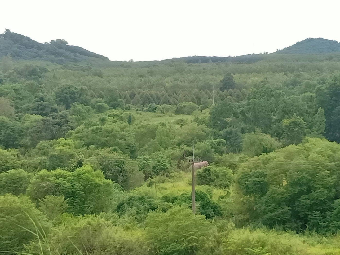 เคลื่อนย้ายช้างป่า "พลายงาเก" ถึงเขตรักษาพันธุ์สัตว์ป่าเขาอ่างฤาไนแล้ว