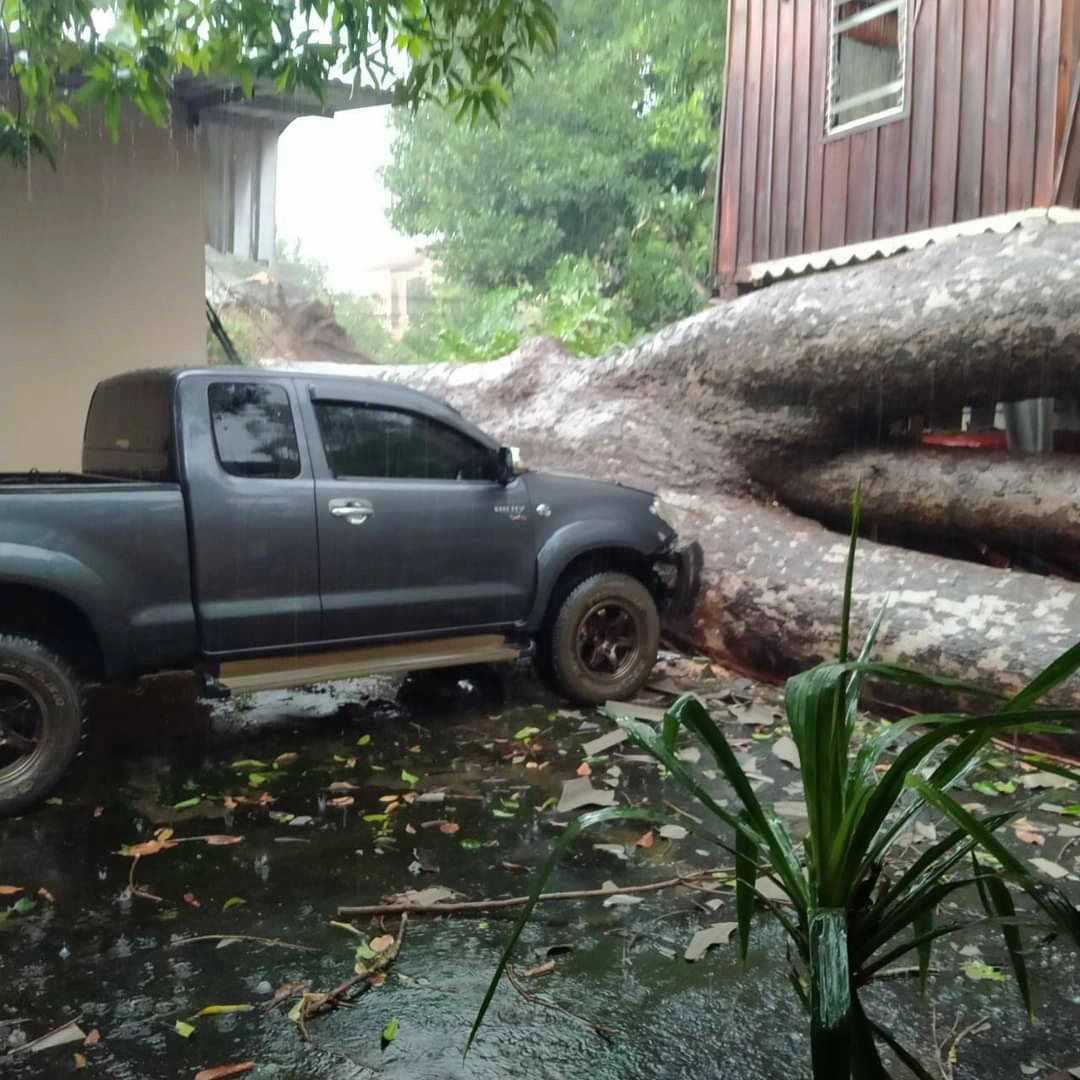 ต้นยางนายักษ์ที่สารภีเชียงใหม่หักโค่น