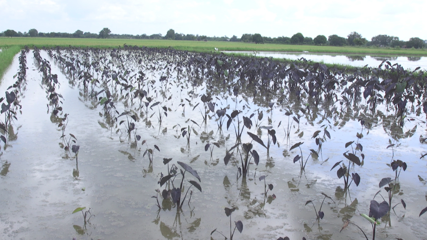 เกษตรกรพิจิตรเปลี่ยนที่นาปลูกบอนด่างขาย-สร้างรายได้เดือนละนับล้าน