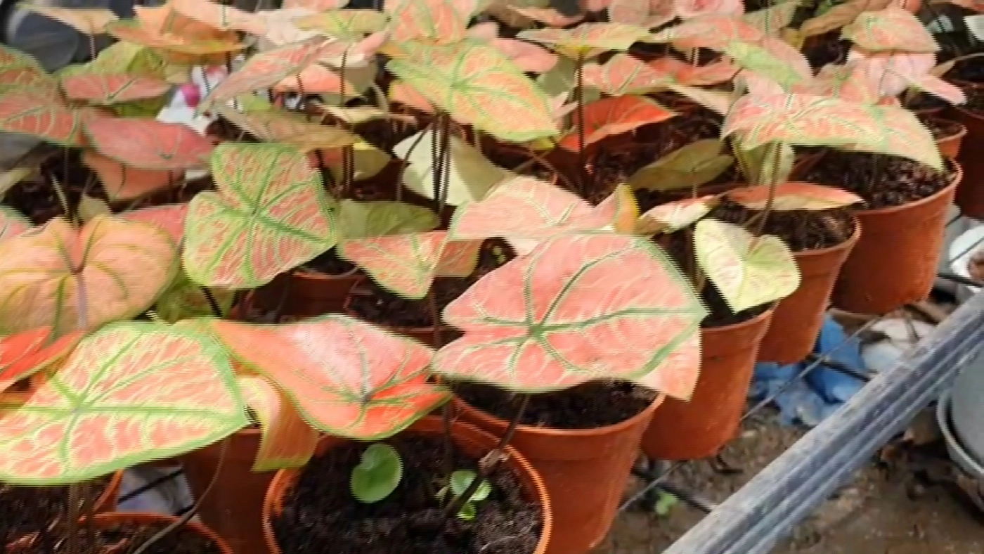 บอนสีฟีเวอร์! ราคาพุ่ง 2 แสน/ต้น เข้ามาเติมสีสันให้กับวงการบอนสีไทย