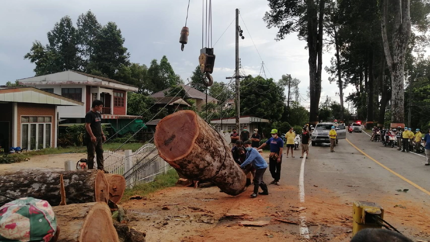 จี้อบจ.ซื้อเครื่องสแกนต้นไม้รับมือยางนาล้ม