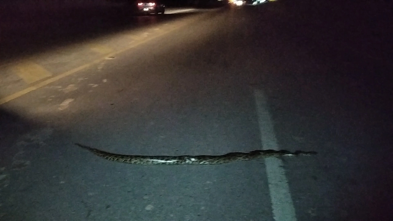 ชื่นชม โชเฟอร์น้ำใจงาม จอดรถขวางช่วยงูเหลือมเลื้อยข้ามถนนกลางดึก