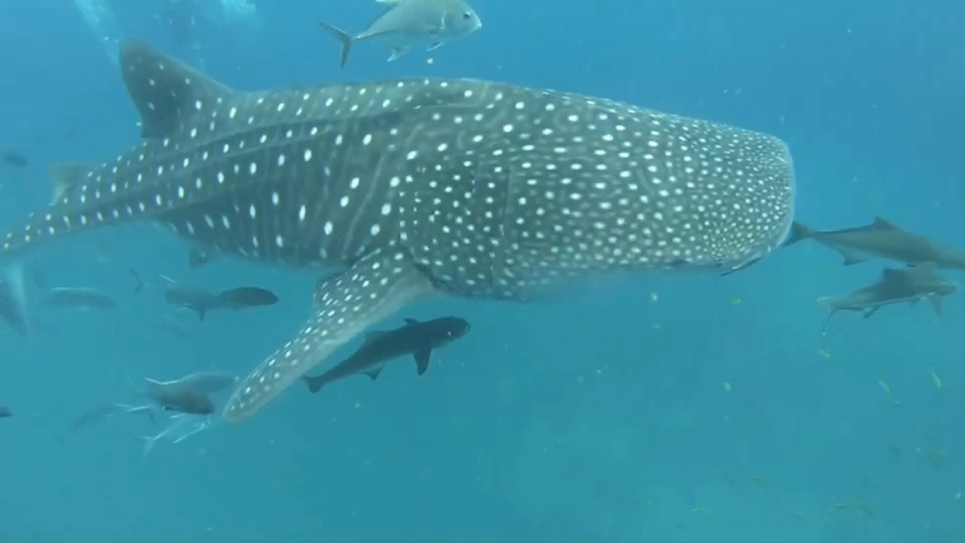 นักท่องเที่ยวกรี๊ด!!ดำน้ำเจอฝูงฉลามวาฬสร้างความประทับใจ