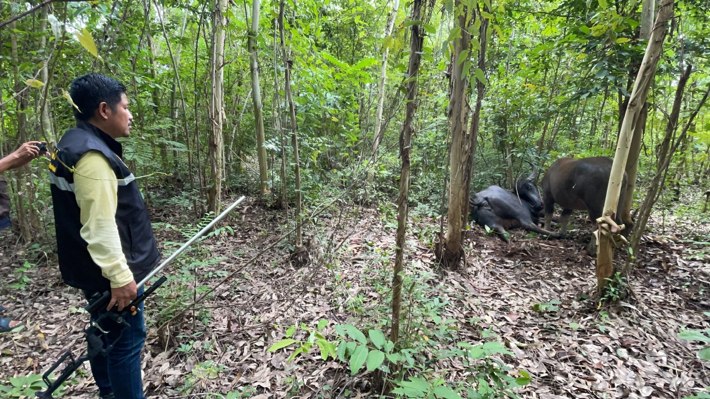 ควายแม่ลูกอ่อน 2 คู่ขวิดเจ้าของใหม่ดับ 1 สุดท้ายแม่ควายทั้ง 2 ตัวโดนยิงดับ