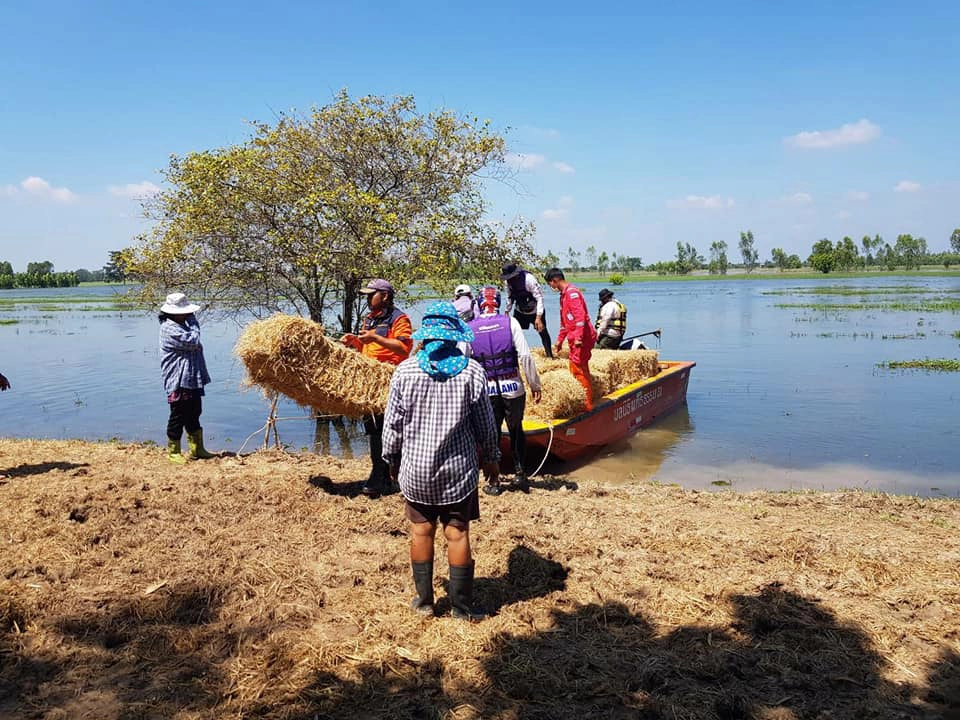 กู้ภัยนำเรือขนฟางช่วยควายติดน้ำท่วม