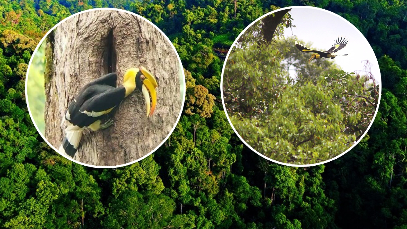 ขอบคุณภาพ : สถานีวิจัยสัตว์ป่าป่าพรุ ป่าฮาลา-บาลา