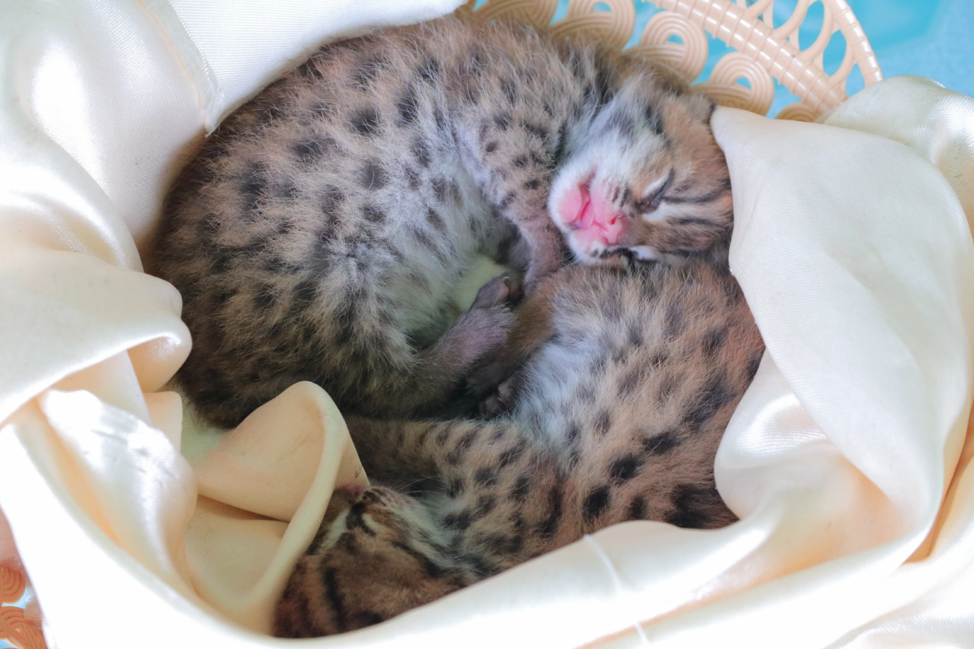 สุดน่ารัก!! พบลูกเสือปลาแฝดสัตว์ป่าใกล้สูญพันธุ์โดนแม่ทิ้ง