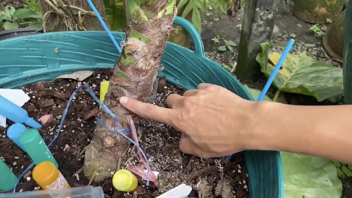 หนุ่มชีวิตรันทดถูกคนร้ายย่องขโมยไม้ด่าง มูลค่ากว่า 1 ล้านบาท