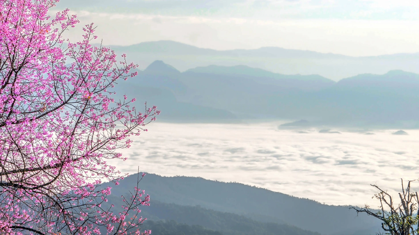 ดอกพญาเสือโคร่ง ดอยแม่ตะมาน