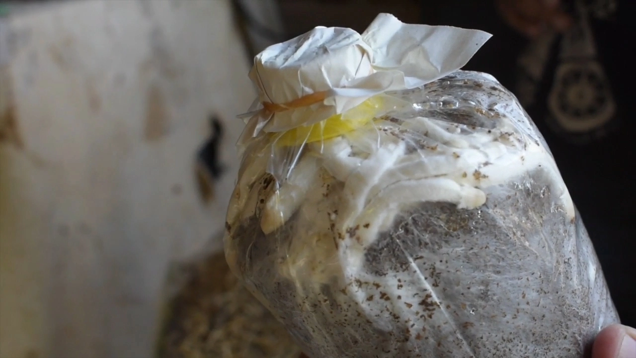 เพาะเห็ดโคนน้อยขาย รายได้เดือนครึ่งแสน