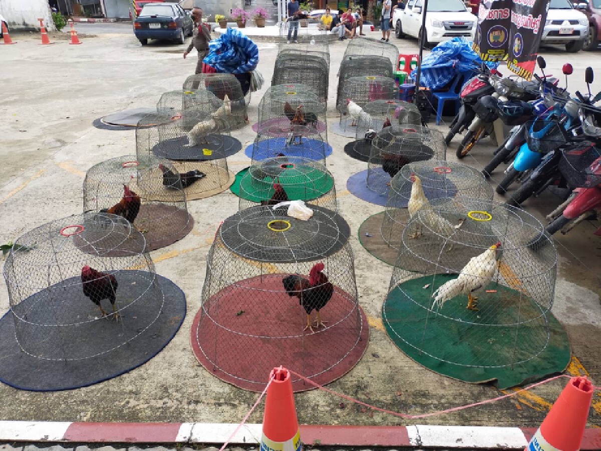 วันเดียวรวบ 2 วง พนันชนไก่-ปลากัด ผู้ต้องหา 25 คน