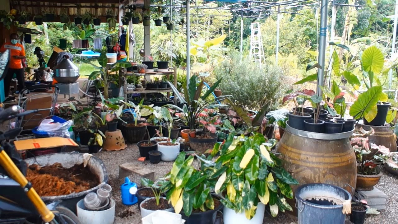 แค้นใจ!! กล้วยเล็บมือด่าง “ลายฟลอริด้า” ต้นเดียวในชุมพรมือดีย่องขโมยหาย