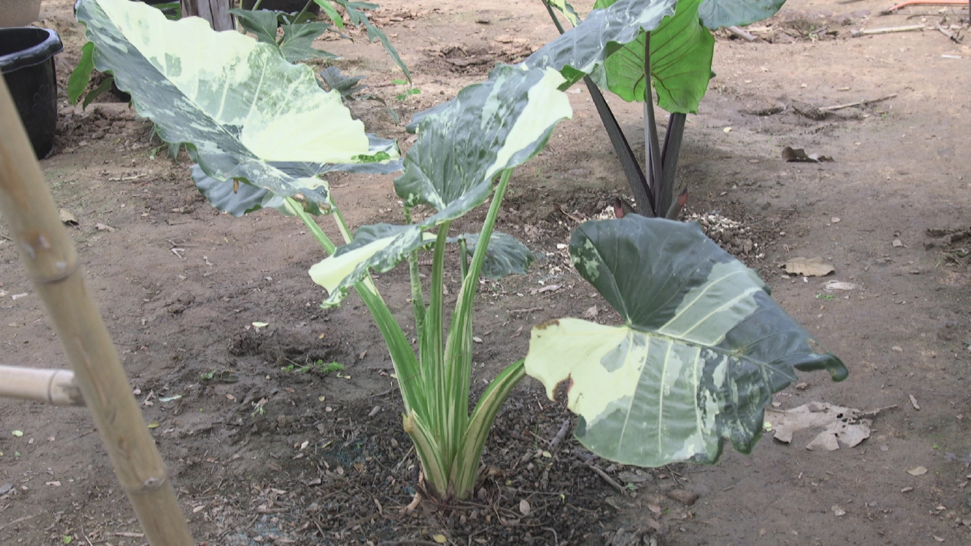 เกษตรกรพิจิตรเปลี่ยนที่นาปลูกบอนด่างขาย-สร้างรายได้เดือนละนับล้าน