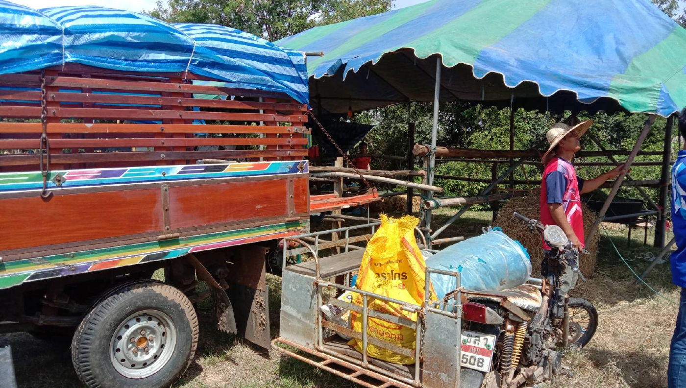 น้ำท่วมรอบ2 วัวควายขาดแคลนอาหาร ต้องนอนริมถนนหนีน้ำ