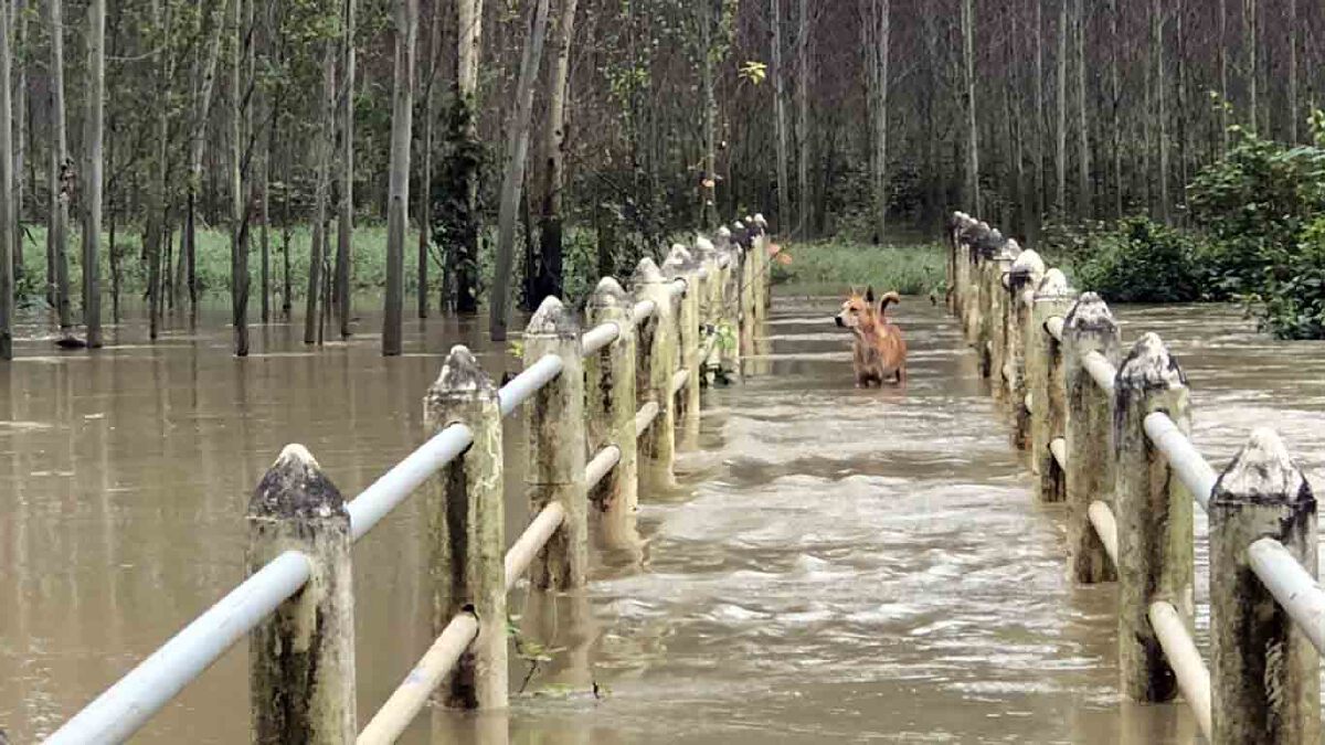 ฝนตกหนักน้ำล้นคลองพระปรง บ้านเรือนถูกตัดขาด 49 หลังคาเรือน