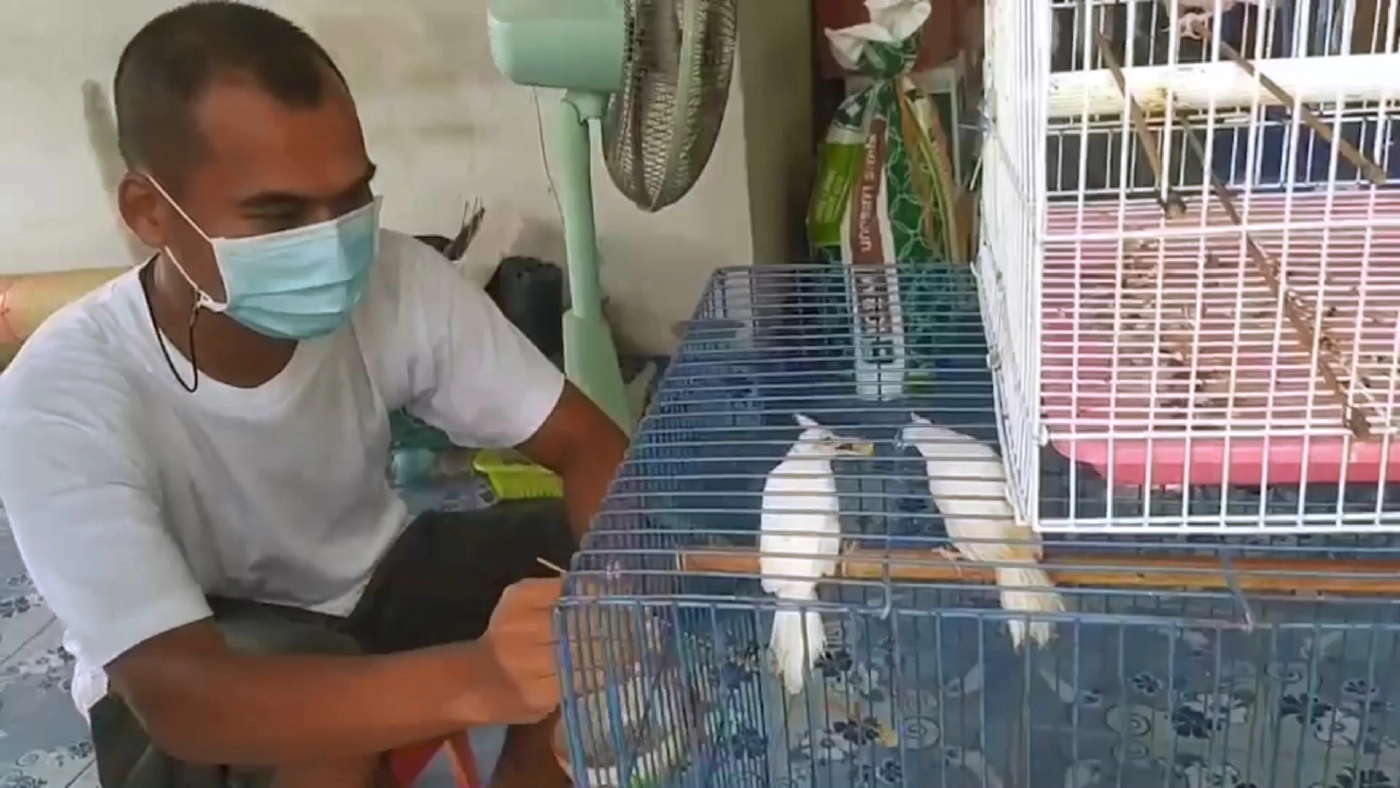 เพาะพันธุ์ "นกกรงหัวจุกเผือก" รับรายได้หลักแสน