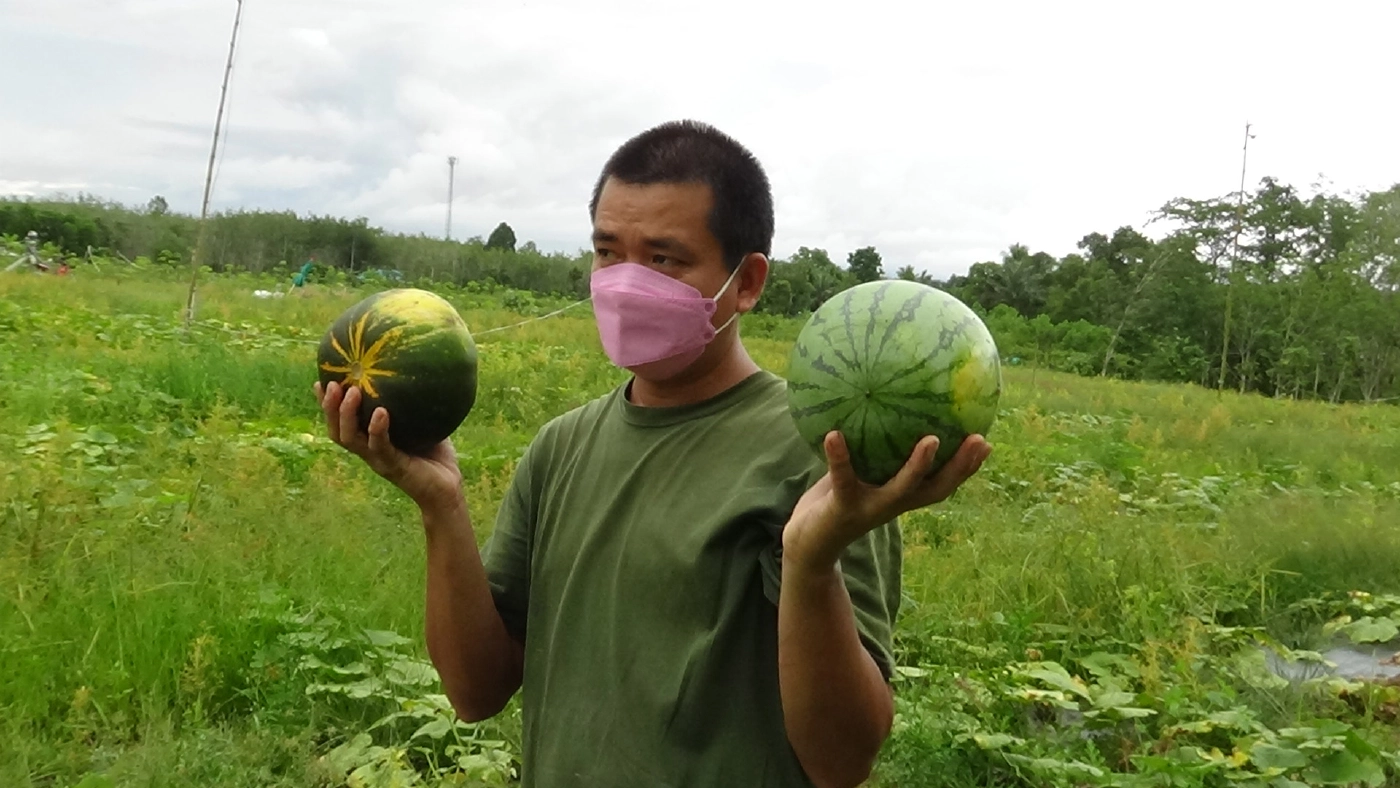 โค่นยางทิ้งปลูกพืชหมุนเวียนระยะสั้นผสมผสานขาย