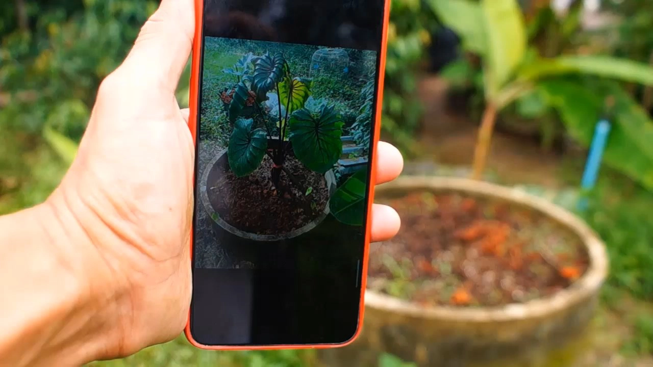 แค้นใจ!! กล้วยเล็บมือด่าง “ลายฟลอริด้า” ต้นเดียวในชุมพรมือดีย่องขโมยหาย