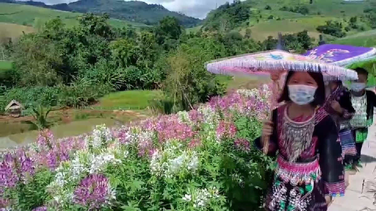 บอกลาแปลงผัก! ปลูกดอกไม้รับนักท่องเที่ยว