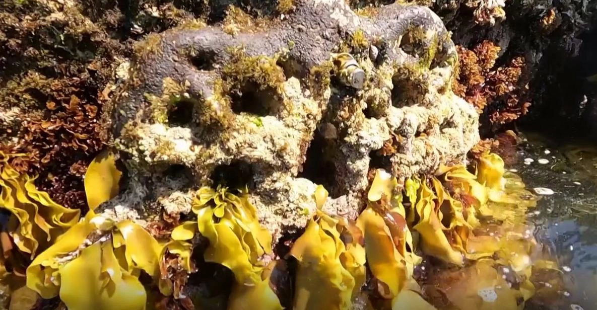 สารคดี - กำแพงทะเลมีชีวิต บ้านหลังน้อยของสัตว์ทะเล