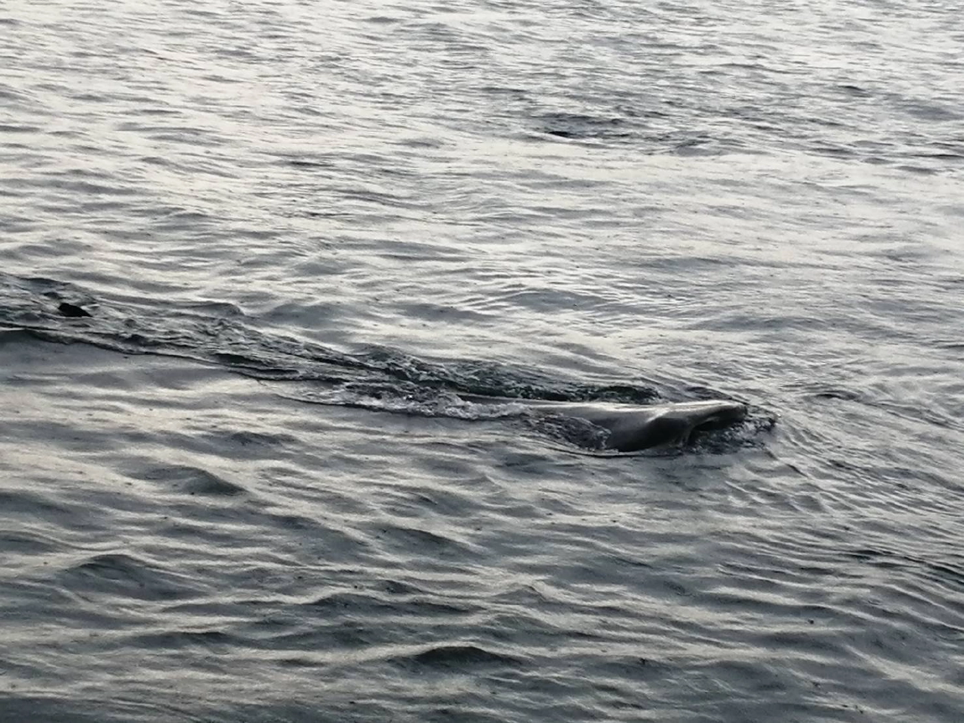 “ครอบครัวฉลามวาฬ” โผล่อวดโฉมให้นักท่องเที่ยว