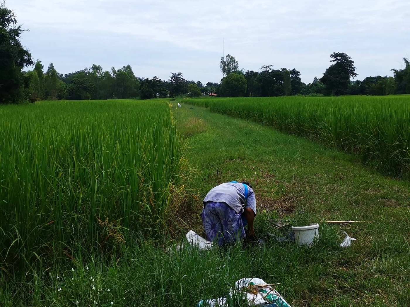 ชาวนาอ่วมข้าวเหนียวเขาวงราคาตกต่ำสุดในรอบ 20 ปีขายขาดทุนยับ