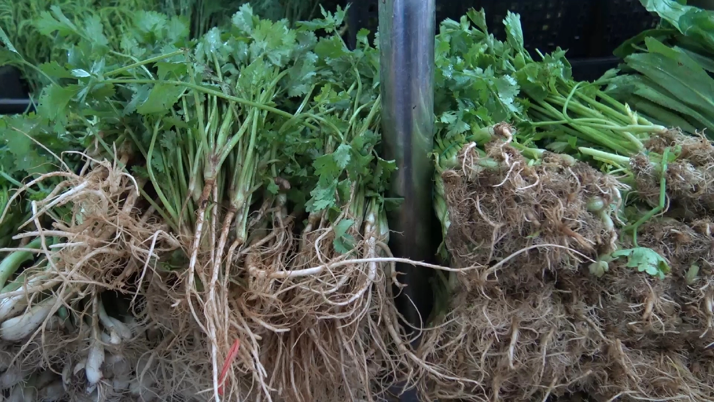 พืชผักตลาดสงขลา ปรับขึ้นราคารับเทศกาลกินเจ