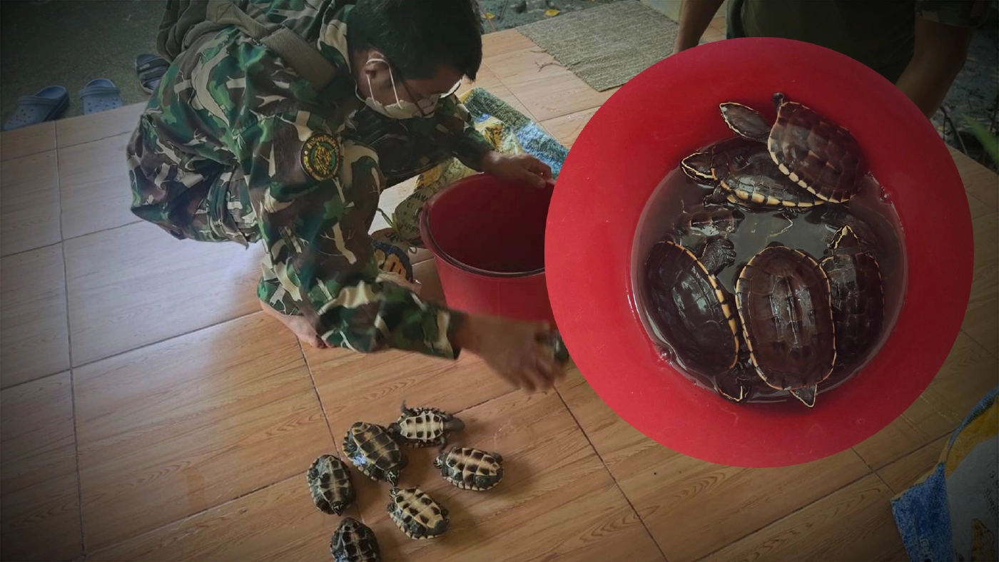 จนท.รวบหนุ่มลอบขาย "เต่านา" กลางตลาดสดรถไฟมหาชัย